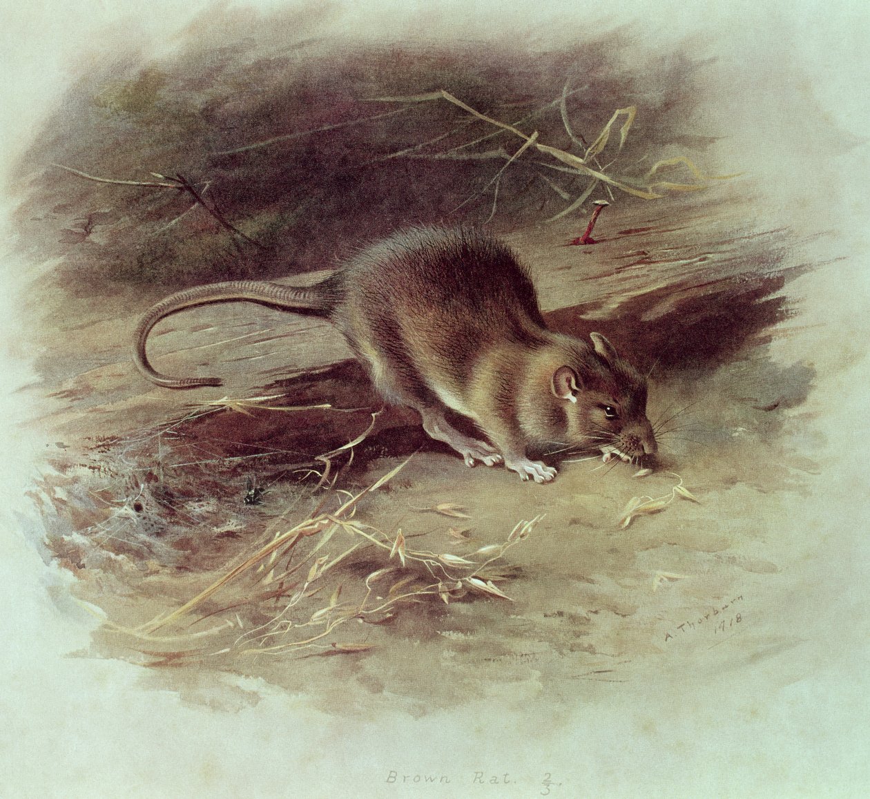 Bruine Rat (Rattus norvegicus) 1918 door Archibald Thorburn