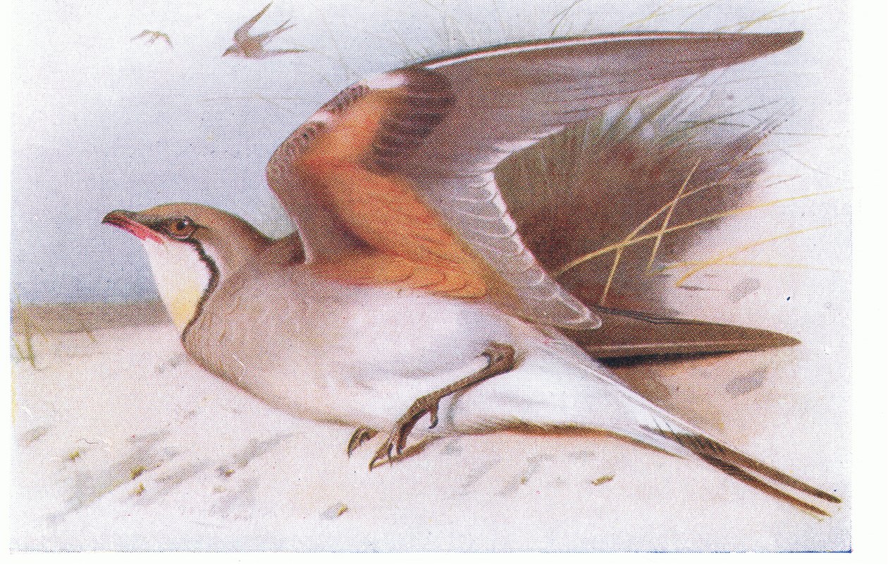 Kraagplevier, uit Birds of the British Isles and Their Eggs gepubliceerd door Frederick Warne & Co Ltd, 1958 door Archibald Thorburn