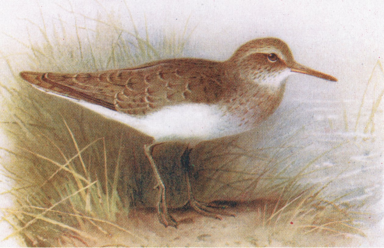 Oeverloper, uit Birds of the British Isles and Their Eggs gepubliceerd door Frederick Warne & Co Ltd, 1958 door Archibald Thorburn