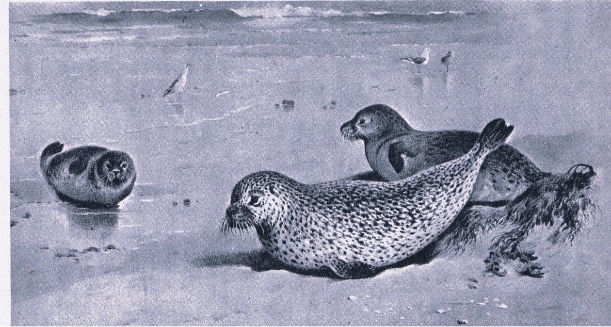 Gewone Zeehond, Natuur in Groot-Brittannië uitgegeven door Collins door Archibald Thorburn