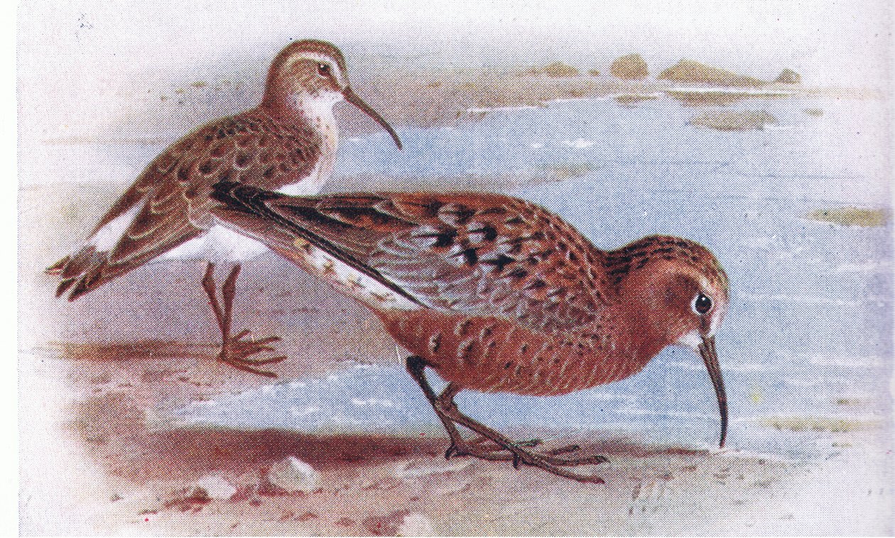 Krombekstrandloper, uit Birds of the British Isles and Their Eggs gepubliceerd door Frederick Warne & Co Ltd, 1958 door Archibald Thorburn