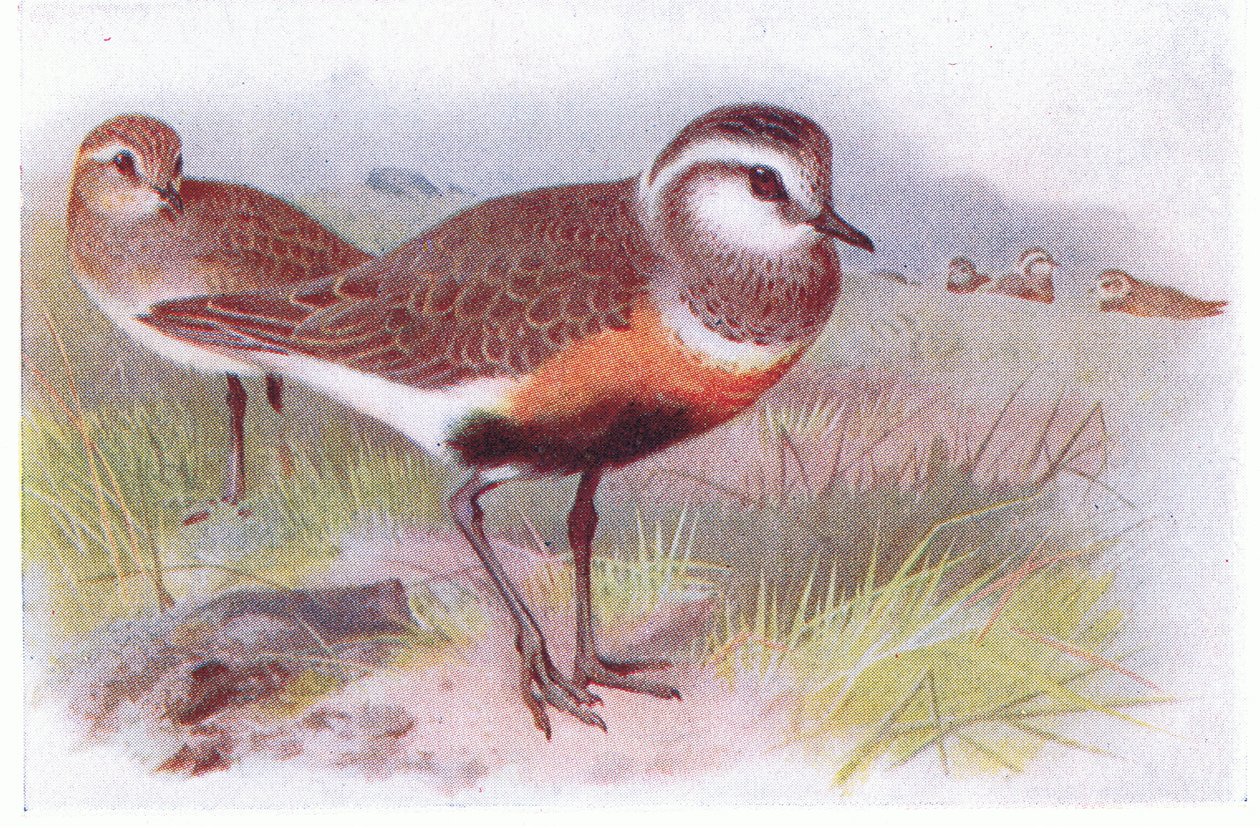 Morinelplevier, uit Birds of the British Isles and Their Eggs gepubliceerd door Frederick Warne & Co Ltd, 1958 door Archibald Thorburn