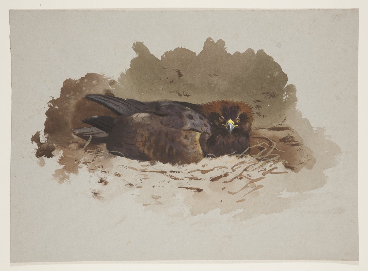 Adelaar op nest, c.1915 door Archibald Thorburn