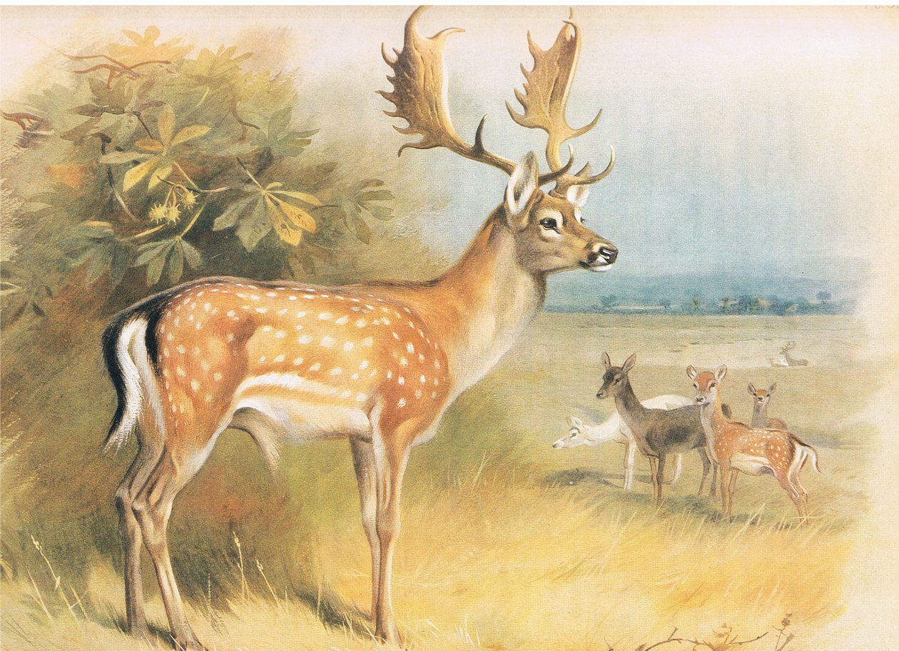 Damhert, uit Thorburns Zoogdieren gepubliceerd door Longmans and Co, ca. 1920 door Archibald Thorburn