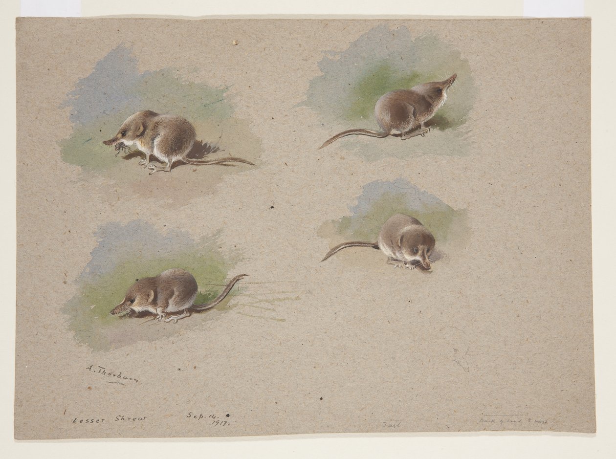 Vier vignetten van kleine spitsmuis, c.1915 door Archibald Thorburn