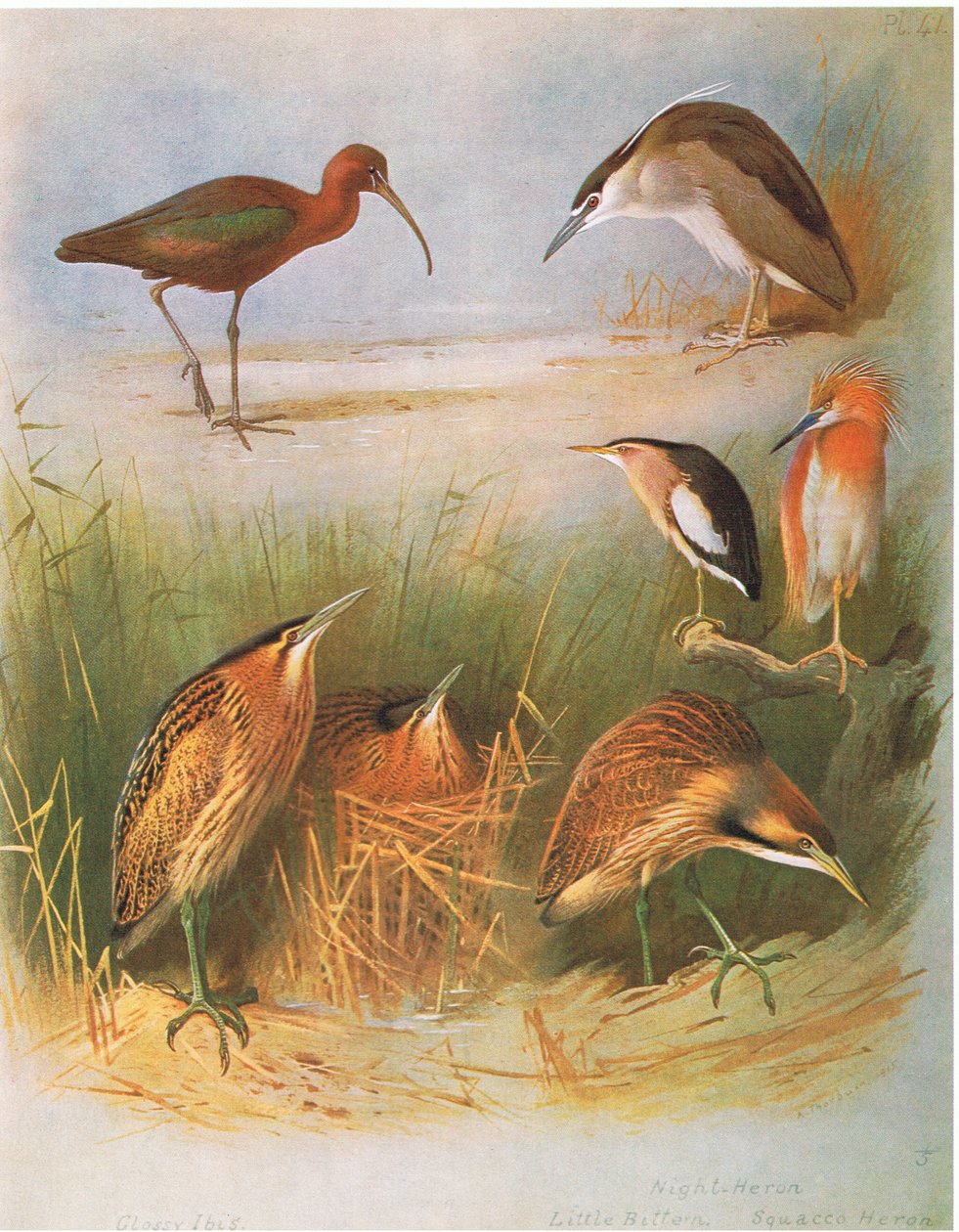 Glansibis, Roerdomp, Kwak, Woudaap, Ralreiger, Amerikaanse Roerdomp, uitgegeven door Book Club Associates, 1972 door Archibald Thorburn