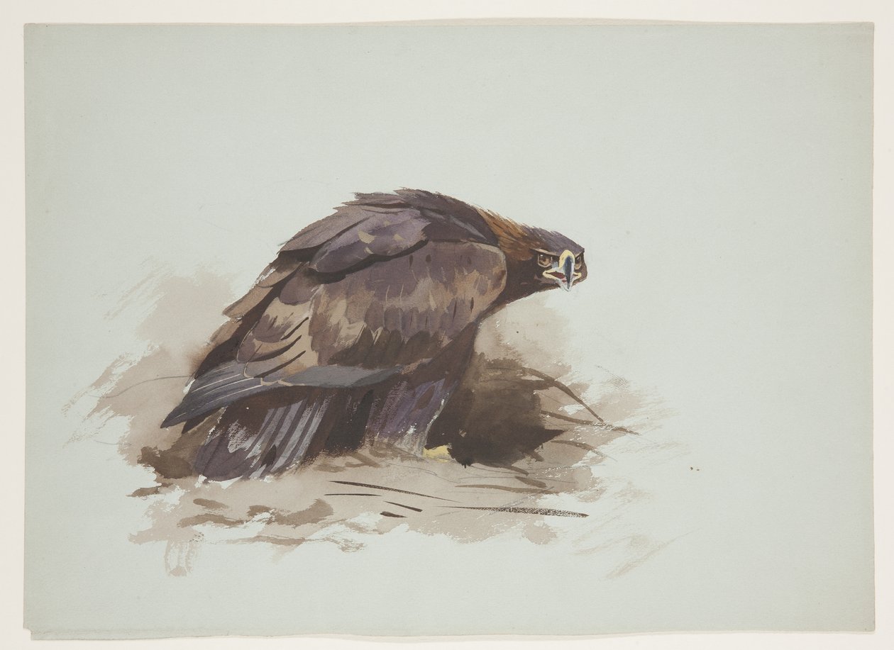 Steenarend, ca. 1915 door Archibald Thorburn