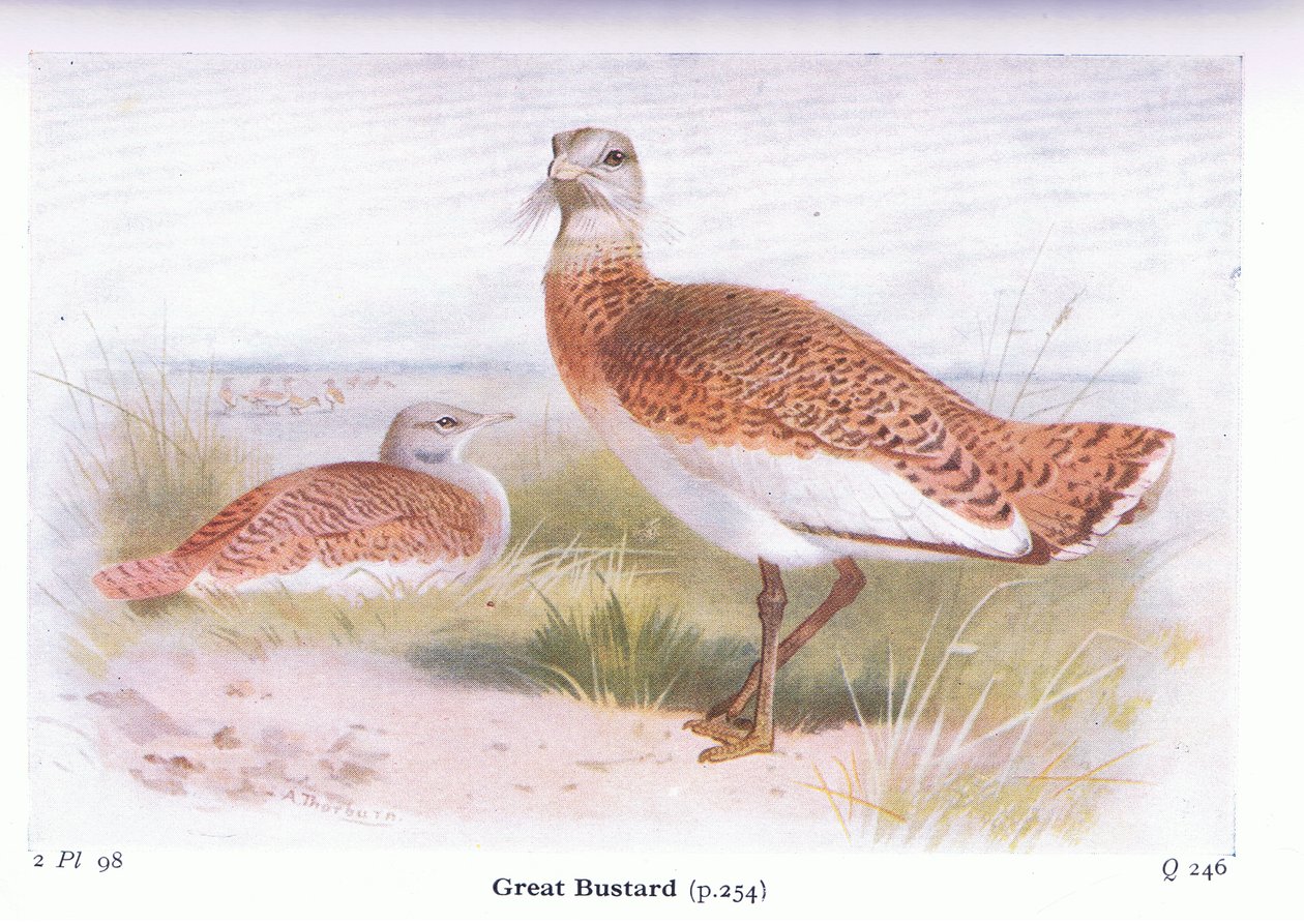 Grote Trap, uit Birds of the British Isles and Their Eggs gepubliceerd door Frederick Warne & Co Ltd, 1958 door Archibald Thorburn