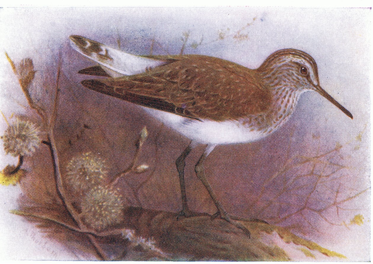 Groenpootruiter, uit Birds of the British Isles and Their Eggs gepubliceerd door Frederick Warne & Co Ltd, 1958 door Archibald Thorburn