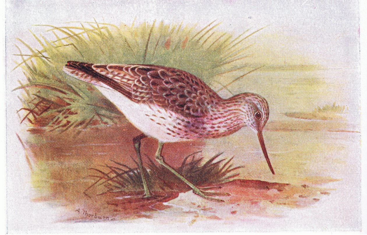 Groenpootruiter, uit Birds of the British Isles and Their Eggs gepubliceerd door Frederick Warne & Co Ltd, 1958 door Archibald Thorburn