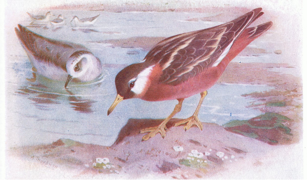 Grauwe Falarope (zomer en herfst), uit Birds of the British Isles and Their Eggs gepubliceerd door Frederick Warne & Co Ltd, 1958 door Archibald Thorburn