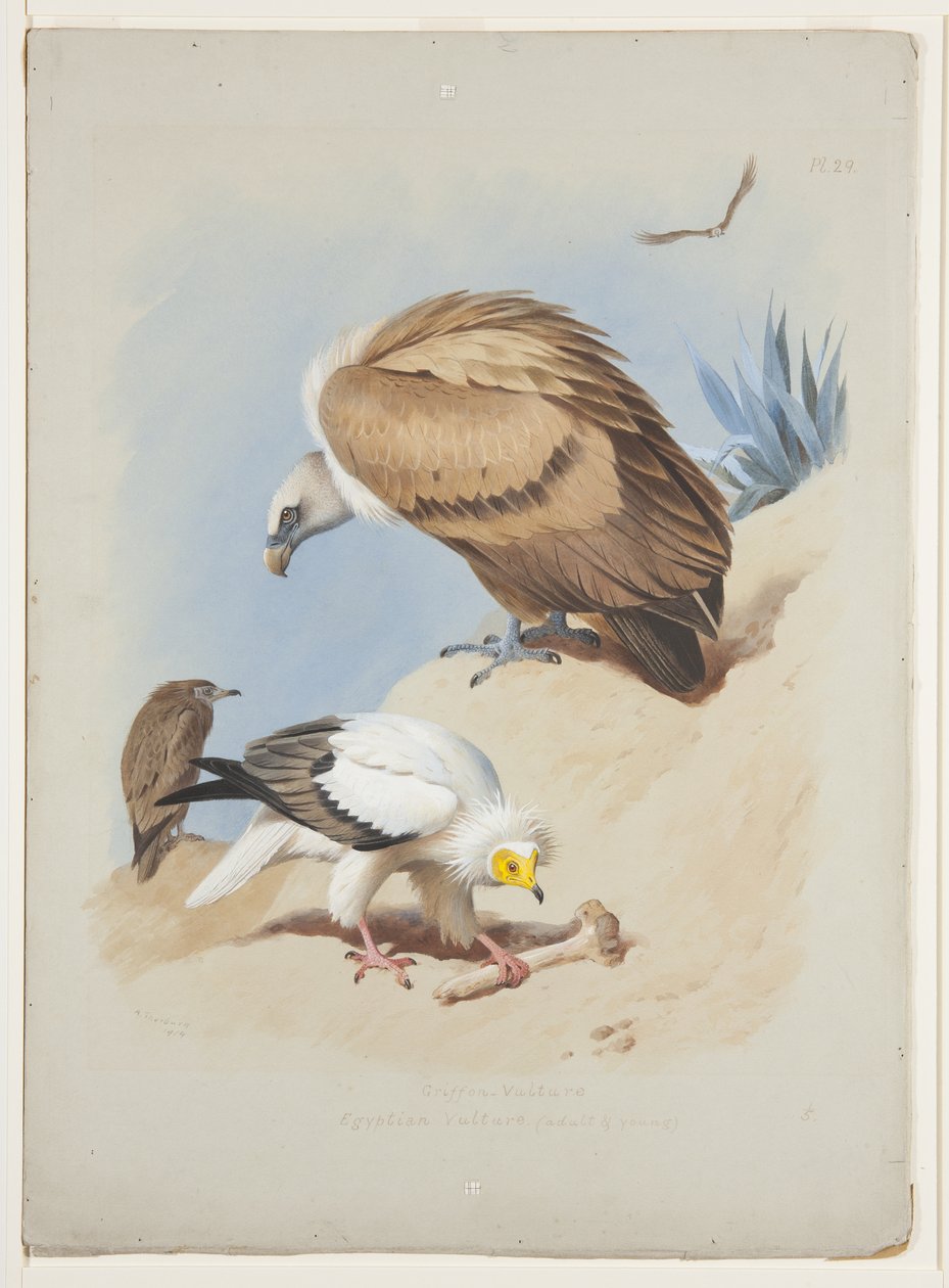 Griffioengier en Egyptische gier, ca. 1915 (aquarel & lichaamkleur over potlood op papier) door Archibald Thorburn