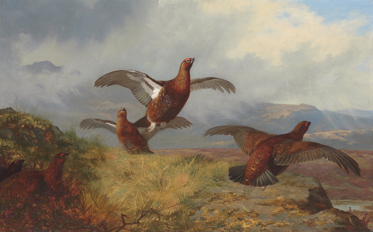 Patrijzen in vlucht door Archibald Thorburn