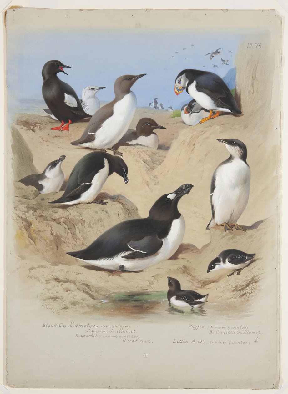 Guillemots, alken, papegaaiduikers en alk, c.1915 door Archibald Thorburn
