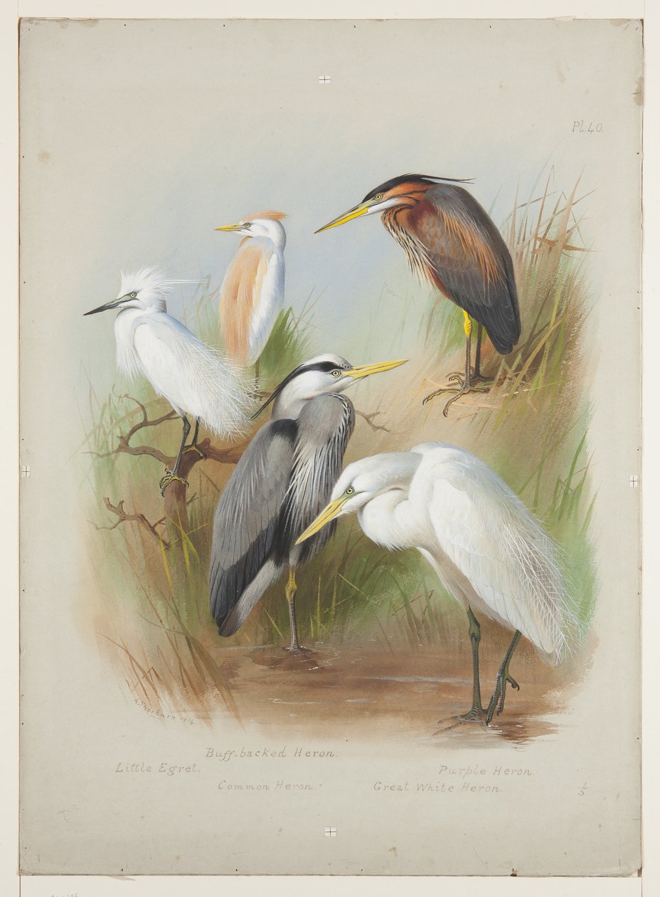 Reigers en zilverreiger, ca. 1915 door Archibald Thorburn