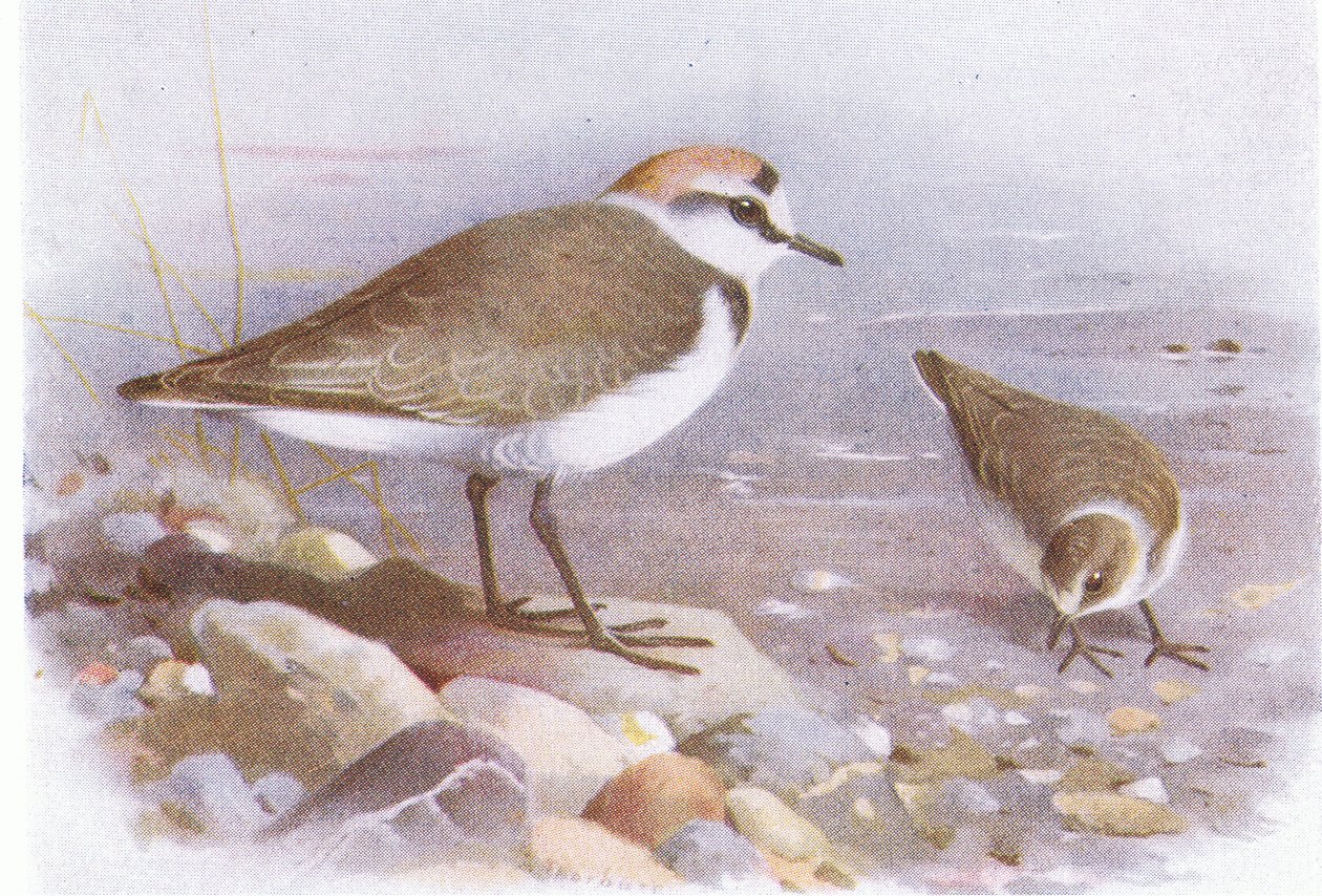 Strandplevier, uit Birds of the British Isles and Their Eggs gepubliceerd door Frederick Warne & Co Ltd, 1958 door Archibald Thorburn