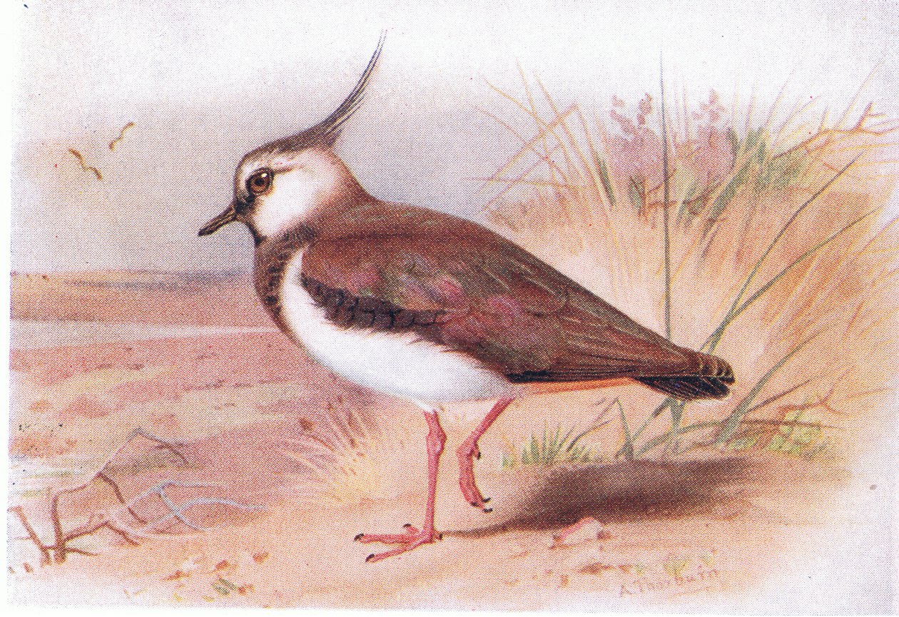 Kievit, uit Birds of the British Isles and Their Eggs gepubliceerd door Frederick Warne & Co Ltd, 1958 door Archibald Thorburn