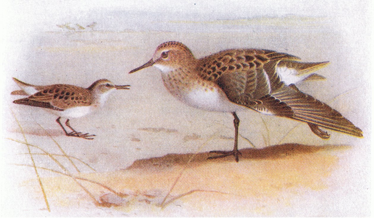Kleine Strandloper, uit Birds of the British Isles and Their Eggs gepubliceerd door Frederick Warne & Co Ltd, 1958 door Archibald Thorburn