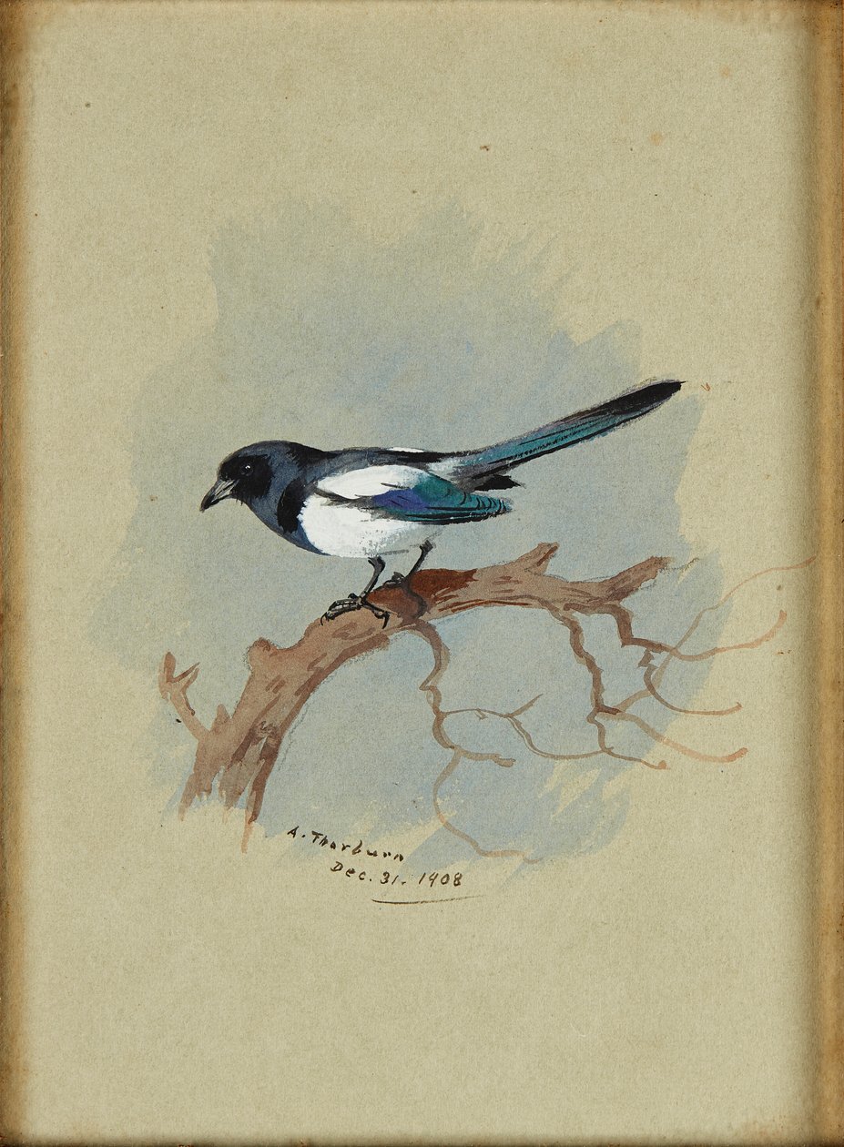 Ekster op een tak door Archibald Thorburn