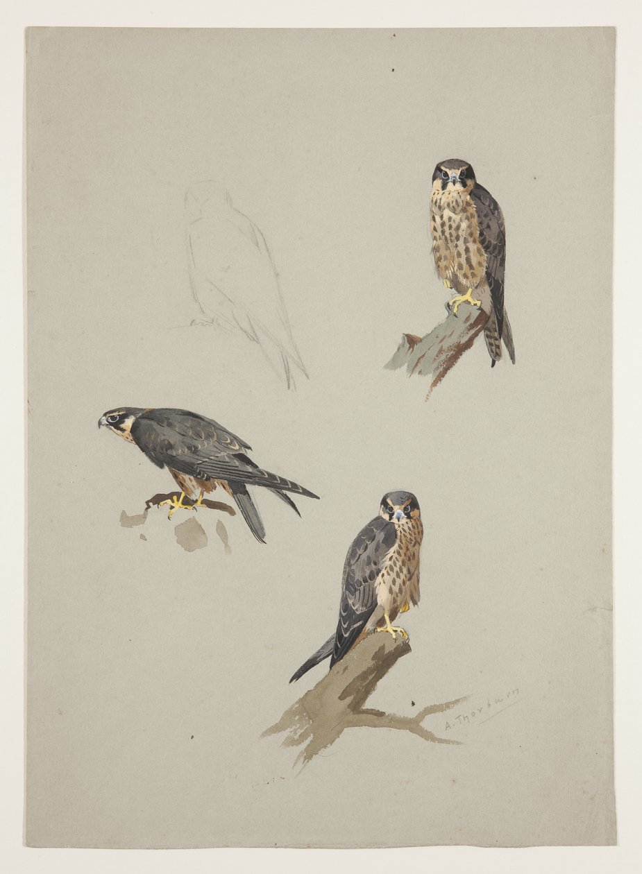 Merlin mannetje, c.1915 door Archibald Thorburn