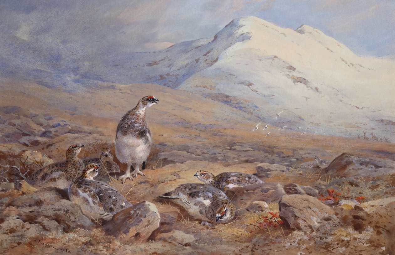 Op het Sneeuwhoenveld door Archibald Thorburn