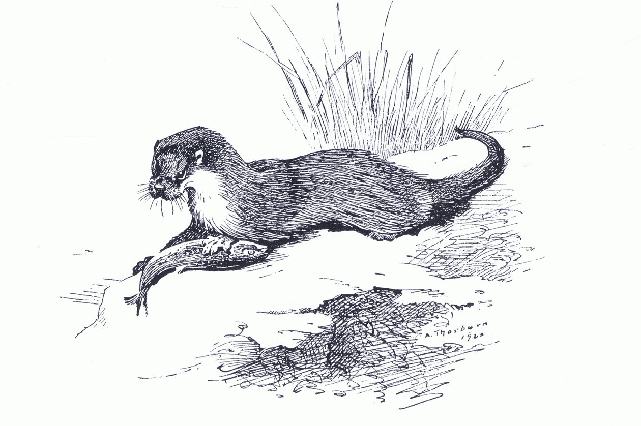 Otter met vis, uit Thorburn