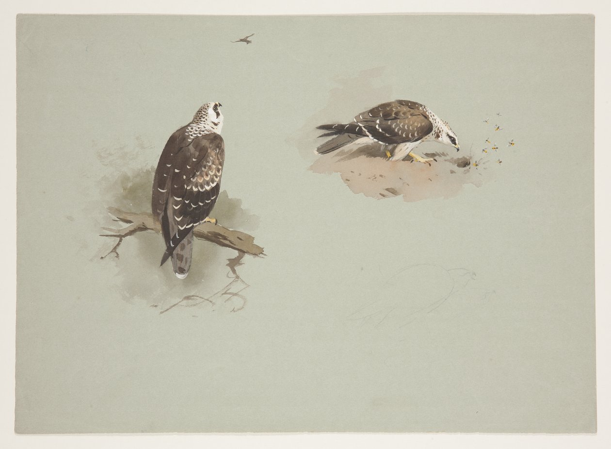 Bleke wespendief, c.1915 door Archibald Thorburn