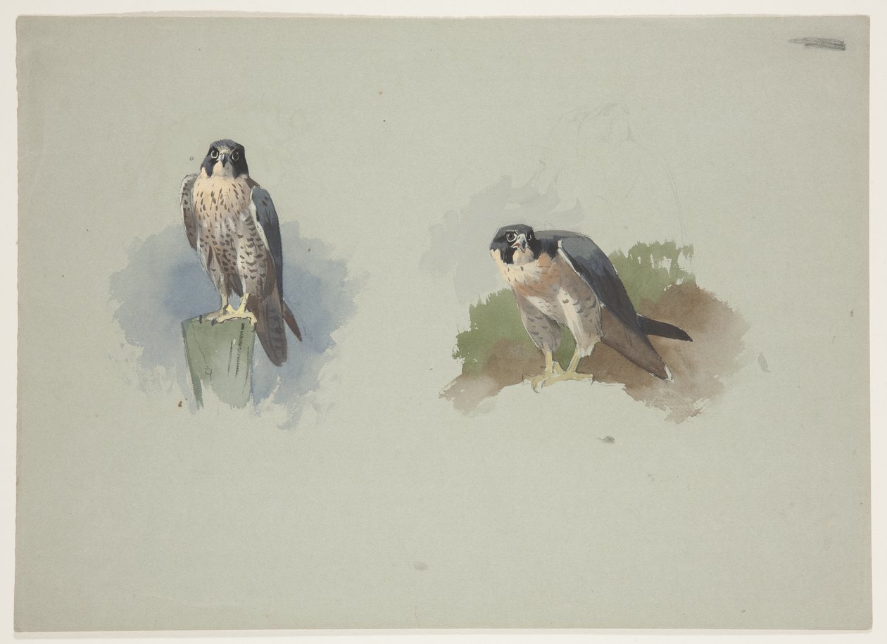 Slechtvalk mannetje, c.1915 door Archibald Thorburn
