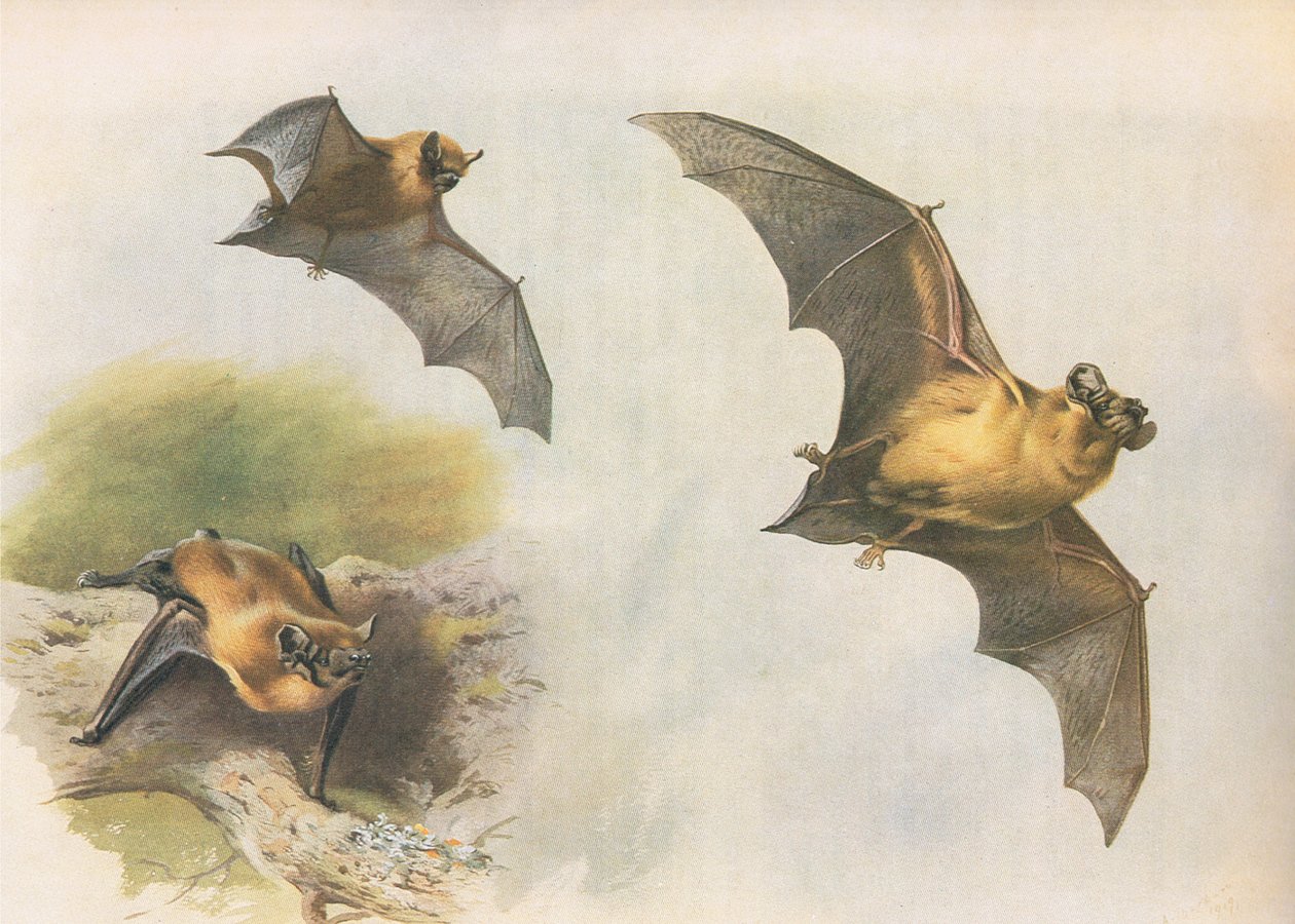Dwergvleermuis of gewone vleermuis, uit Thorburns Zoogdieren gepubliceerd door Longmans and Co, ca. 1920 door Archibald Thorburn