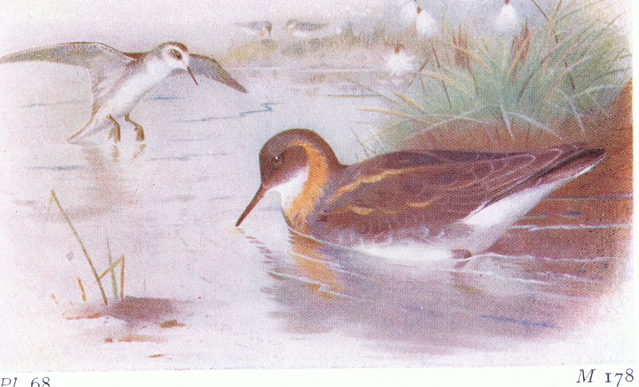 Roodhalsfalarope (zomer en herfst), uit Birds of the British Isles and Their Eggs gepubliceerd door Frederick Warne & Co Ltd, 1958 door Archibald Thorburn