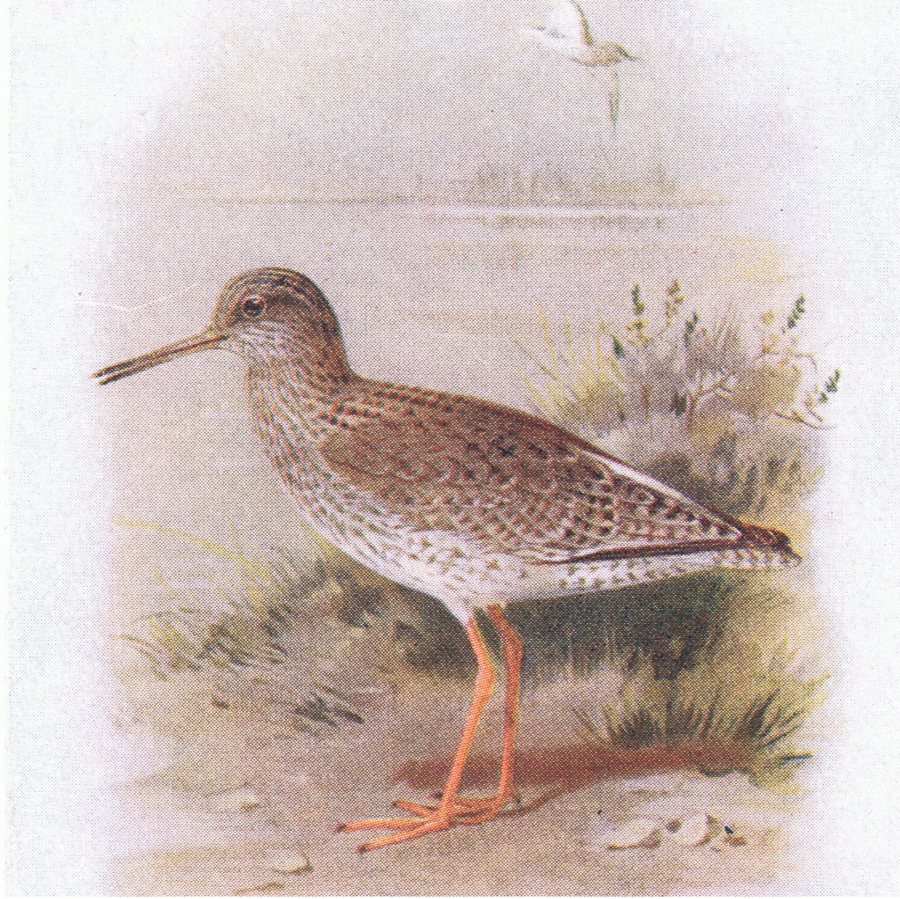 Tureluur, uit Birds of the British Isles and Their Eggs gepubliceerd door Frederick Warne & Co Ltd, 1958 door Archibald Thorburn