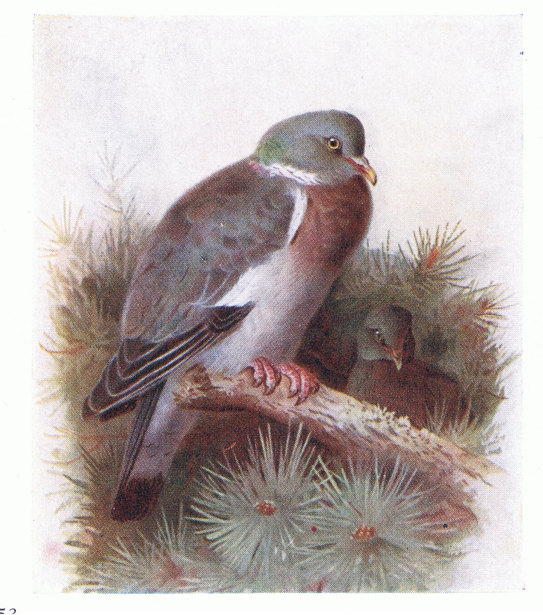 Houtduif, uit Birds of the British Isles and Their Eggs gepubliceerd door Frederick Warne & Co Ltd, 1958 door Archibald Thorburn