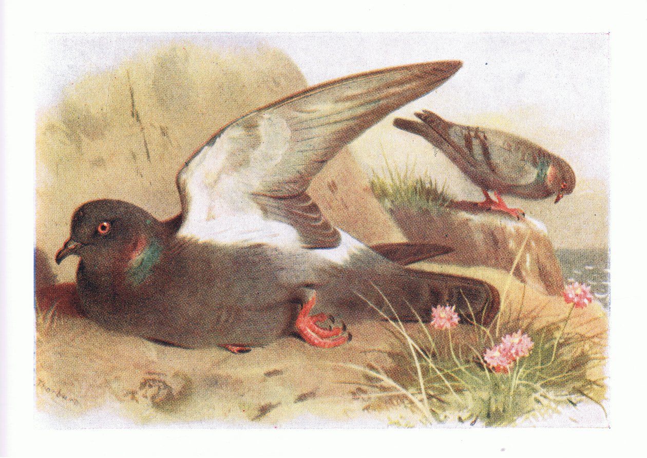 Rotsduif, uit Birds of the British Isles and Their Eggs gepubliceerd door Frederick Warne & Co Ltd, 1958 door Archibald Thorburn