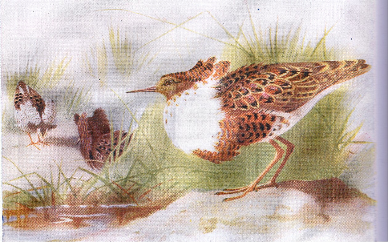 Kemphanen, uit Birds of the British Isles and Their Eggs gepubliceerd door Frederick Warne & Co Ltd, 1958 door Archibald Thorburn