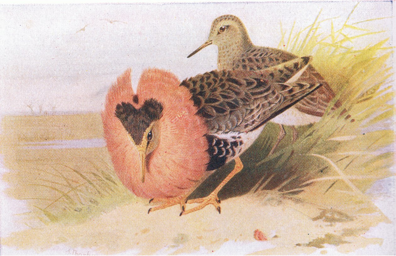 Kemphanen, uit Birds of the British Isles and Their Eggs gepubliceerd door Frederick Warne & Co Ltd, 1958 door Archibald Thorburn