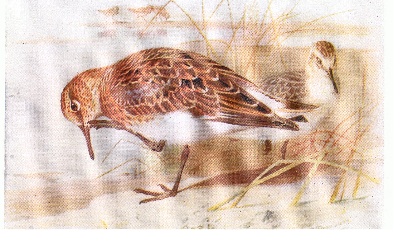 Drieteenstrandloper, uit Birds of the British Isles and Their Eggs gepubliceerd door Frederick Warne & Co Ltd, 1958 door Archibald Thorburn