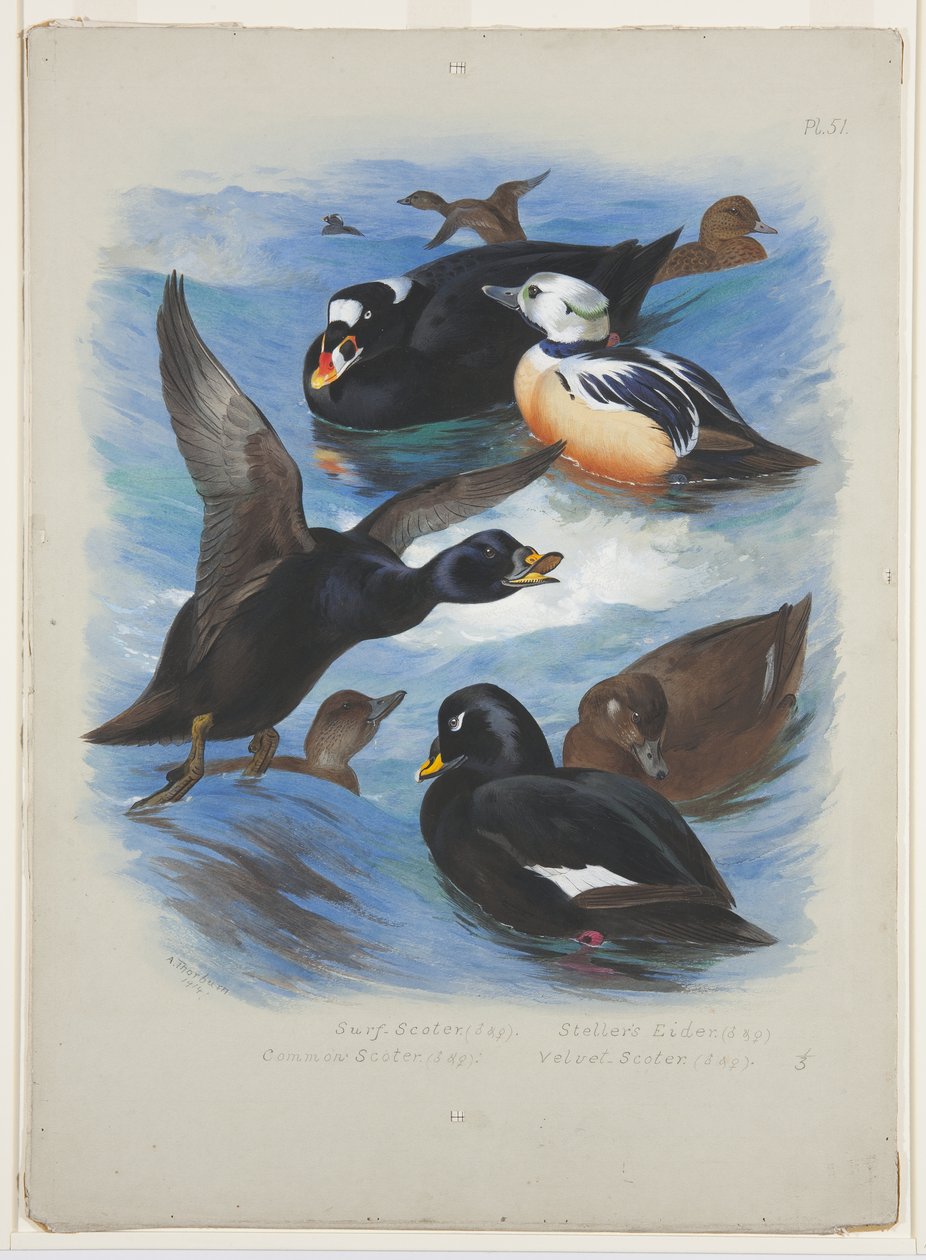 Zwarte zee-eenden en Stellers eider, ca. 1915 door Archibald Thorburn
