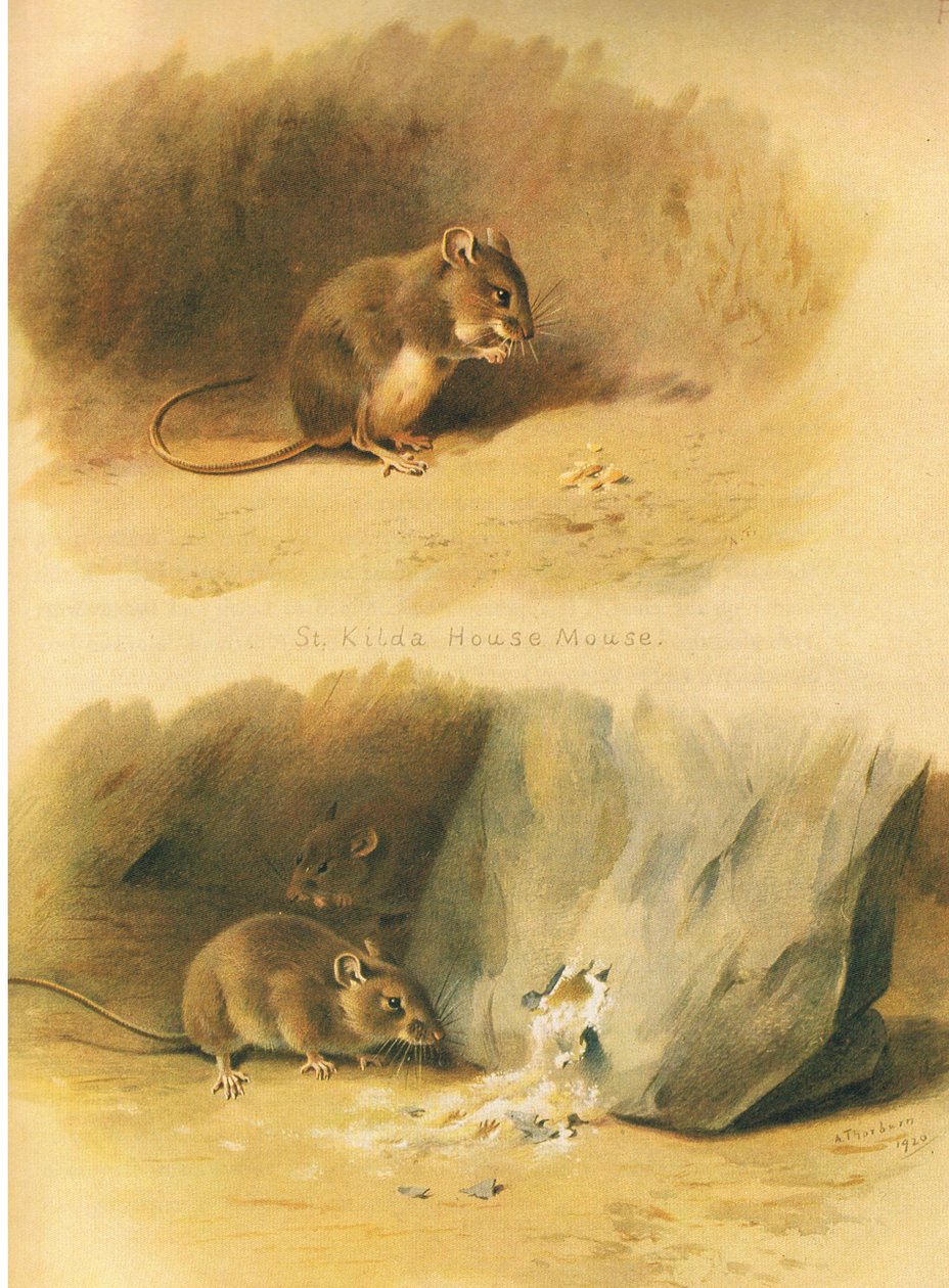 St Kilda huismuis en gewone muis, uit Thorburns Zoogdieren gepubliceerd door Longmans and Co, ca. 1920 door Archibald Thorburn