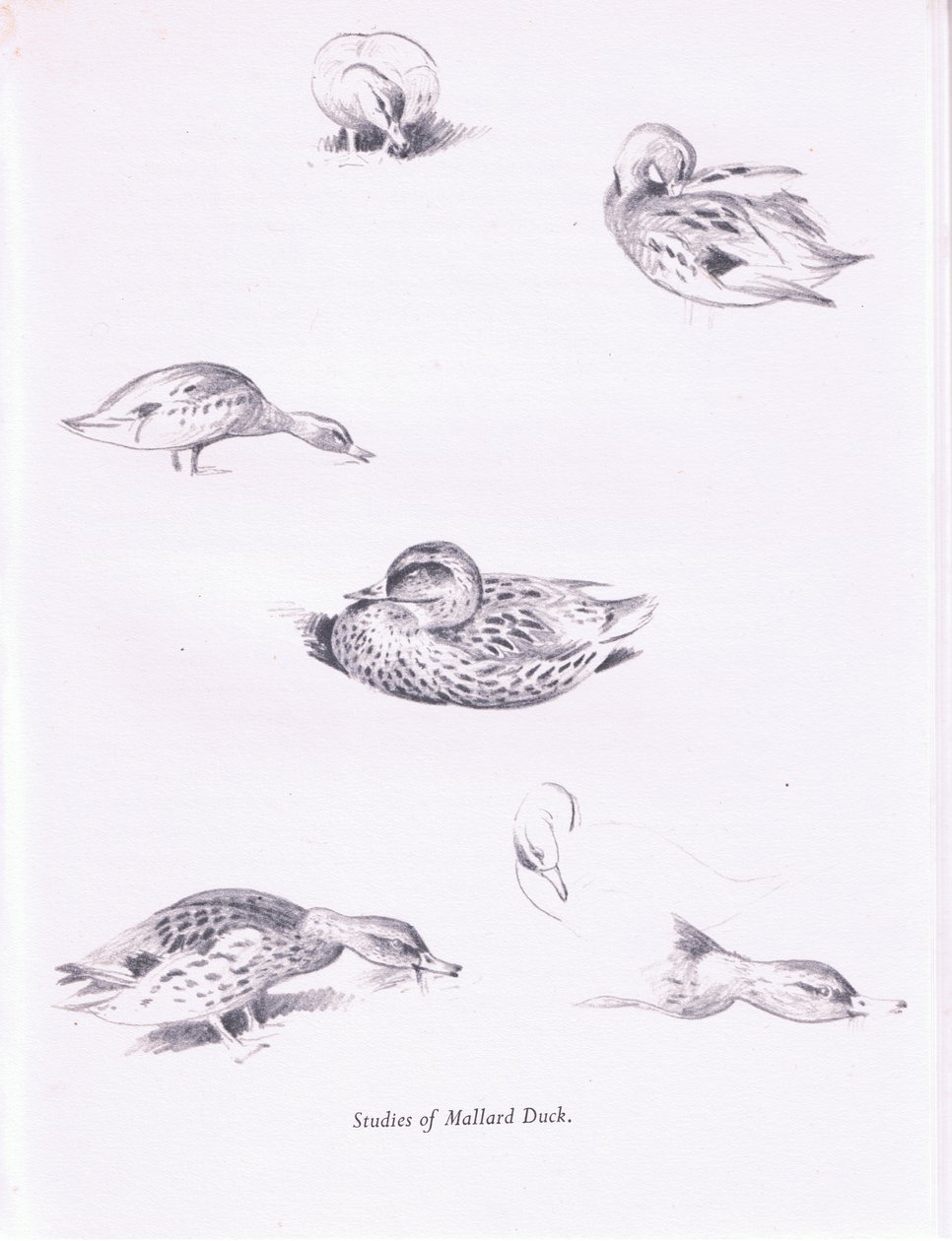 Studies van Wilde Eenden door Archibald Thorburn