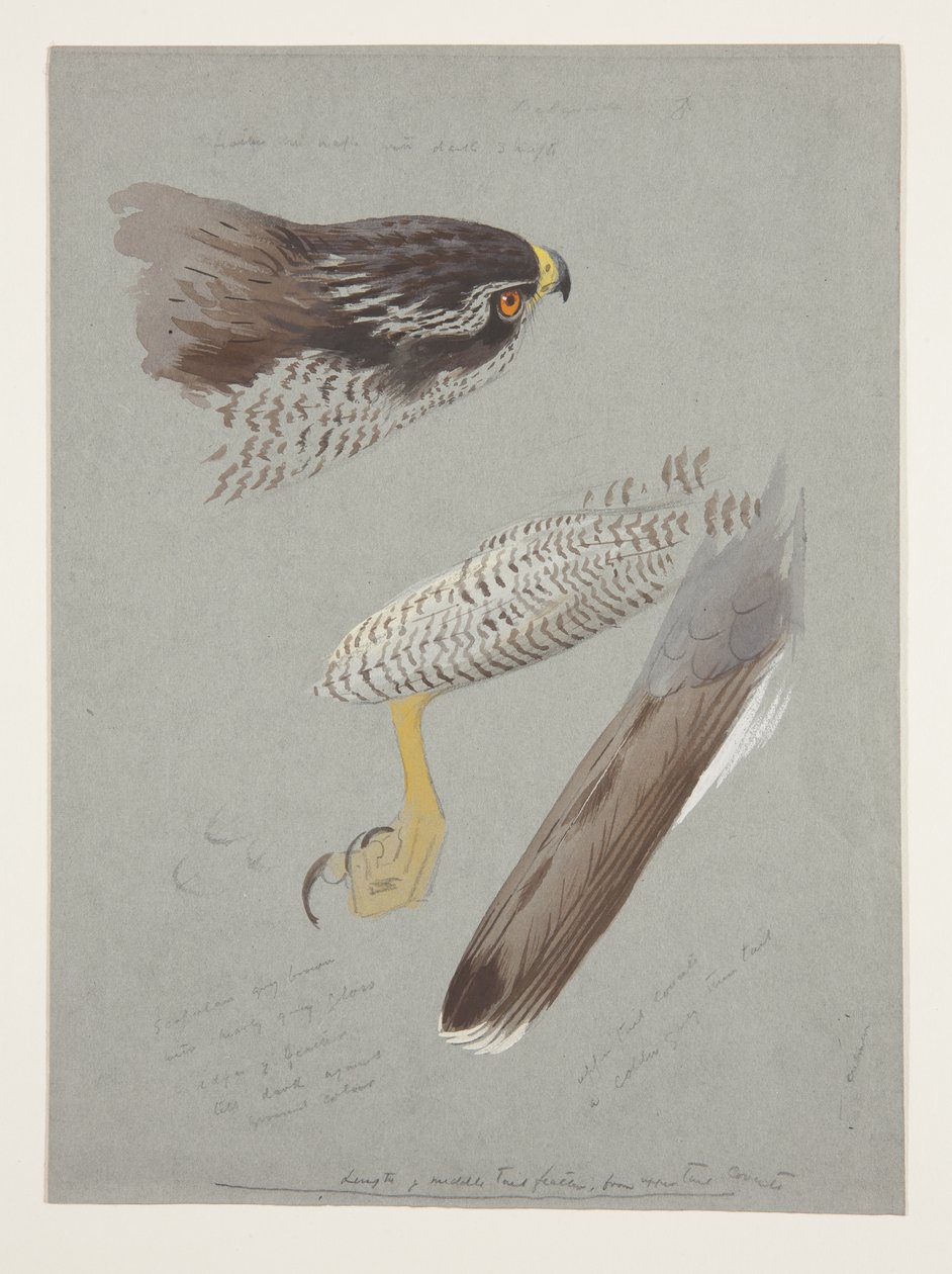 Studies van kop, voet en vleugel van mannelijke havik, c.1915 door Archibald Thorburn