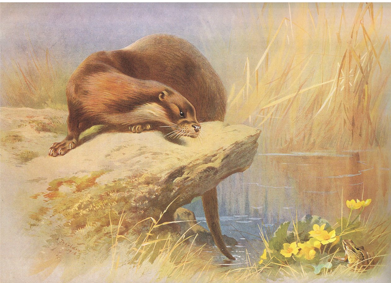 De otter, uit Thorburns Zoogdieren gepubliceerd door Longmans en Co, ca. 1920 door Archibald Thorburn