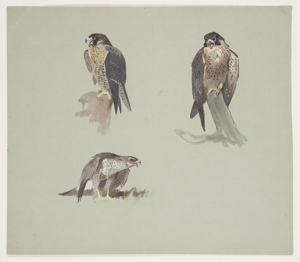 Drie kleurenschetsen van een mannelijke slechtvalk, ca. 1915 door Archibald Thorburn
