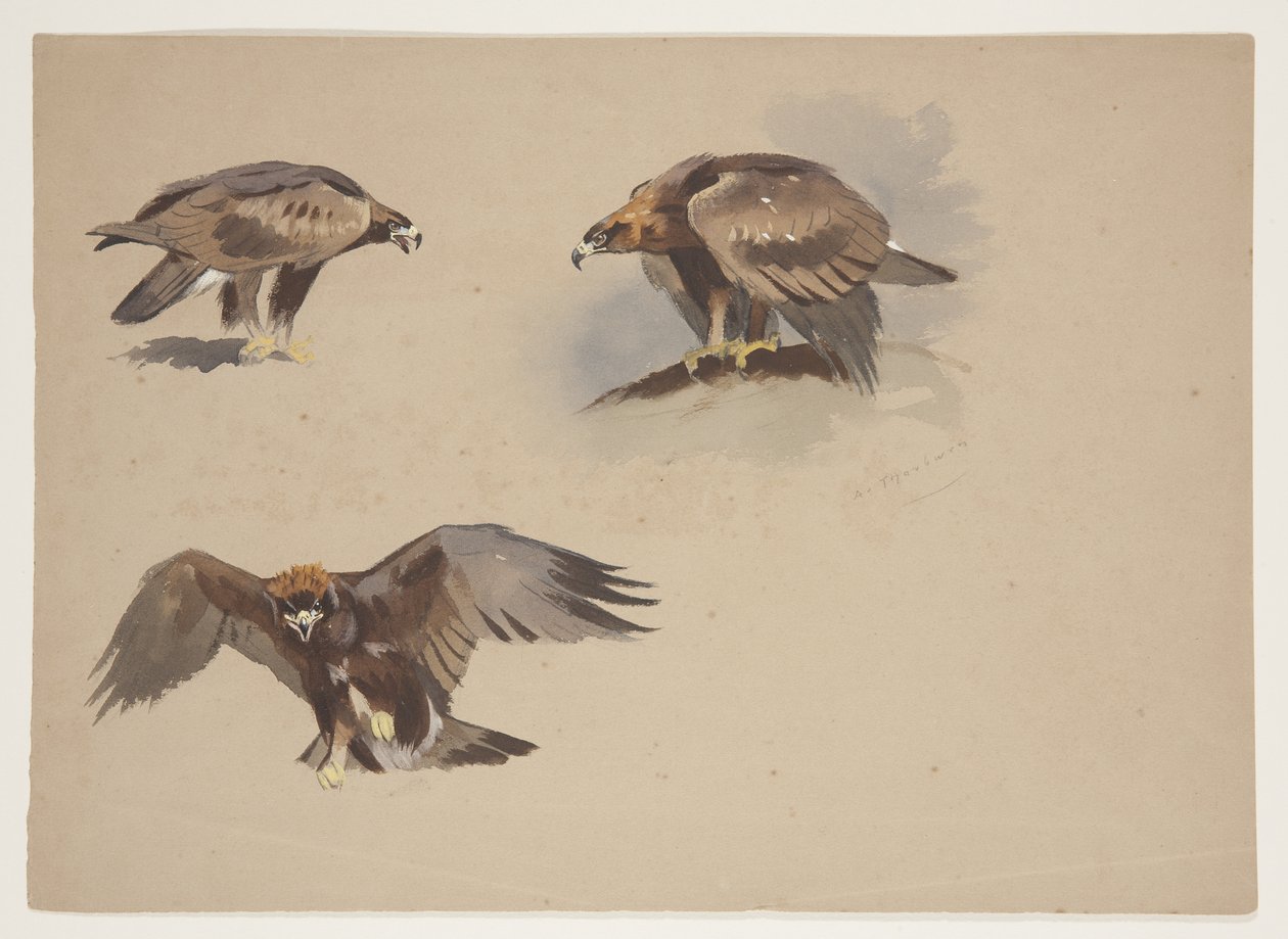 Drie kleine schetsen van een steenarend, ca. 1915 door Archibald Thorburn