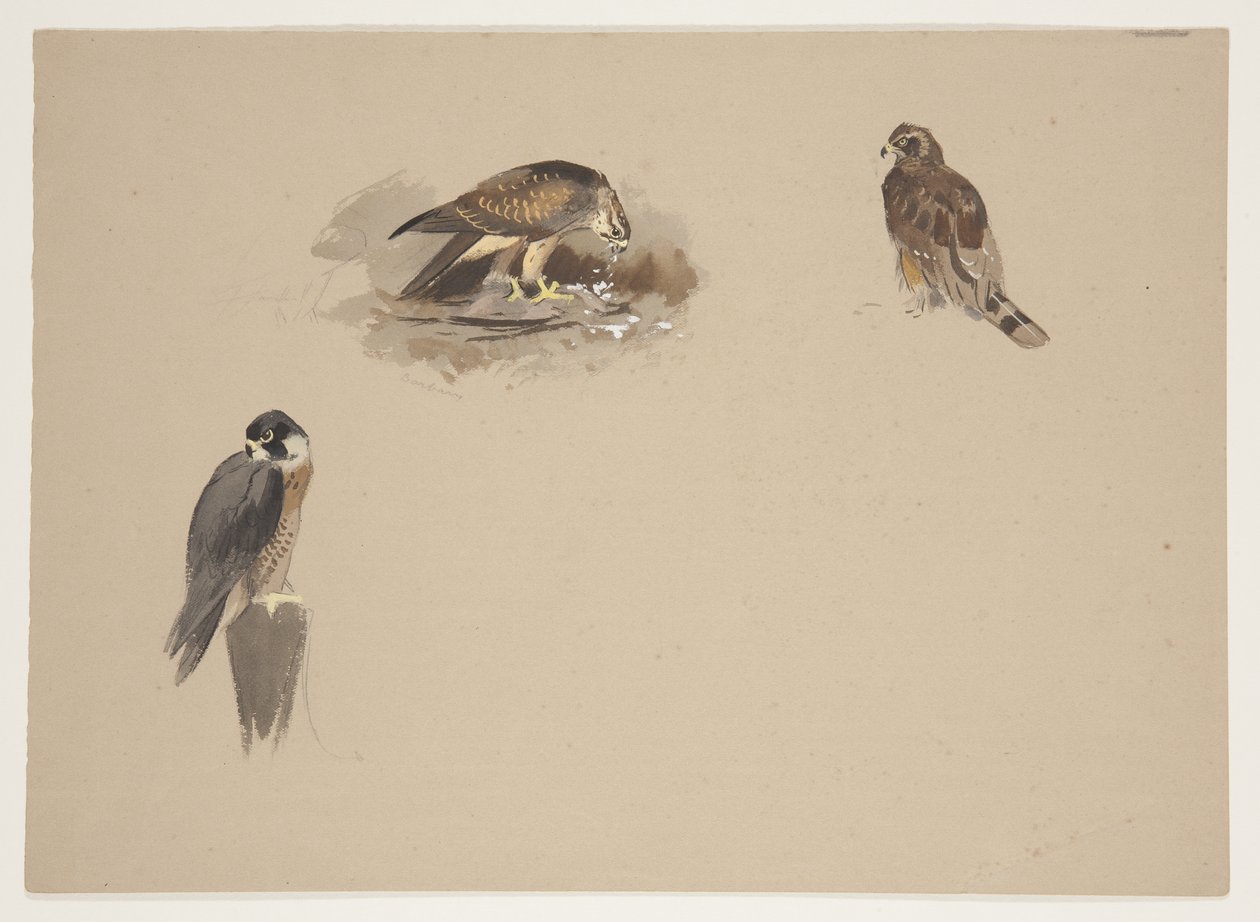Drie kleine vignetten van slechtvalk en 2 andere roofvogels, c.1915 door Archibald Thorburn