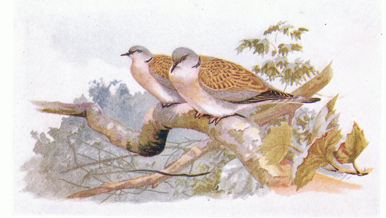 Tortelduif, uit Birds of the British Isles and Their Eggs gepubliceerd door Frederick Warne & Co Ltd, 1958 door Archibald Thorburn
