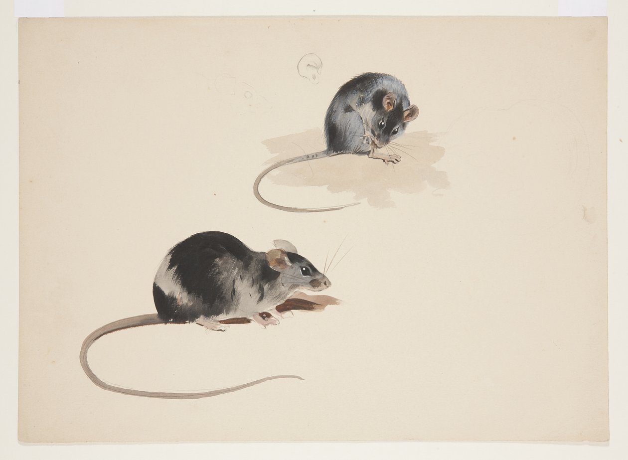 Twee studies van zwarte rat, c.1915 door Archibald Thorburn