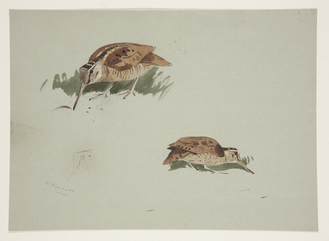 Twee vignetten van houtsnip, c.1915 door Archibald Thorburn