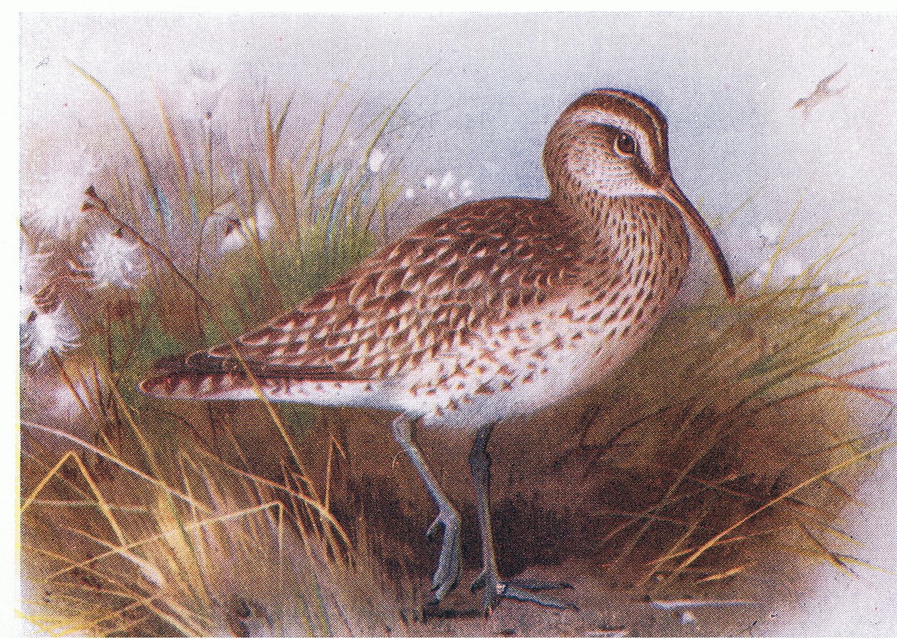 Regenwulp, uit Birds of the British Isles and Their Eggs gepubliceerd door Frederick Warne & Co Ltd, 1958 door Archibald Thorburn