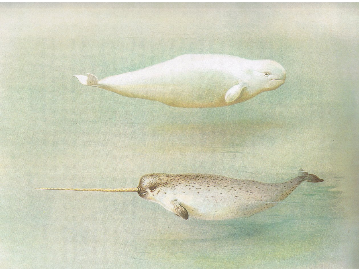 Witte walvis en narwal, uit Thorburns Zoogdieren gepubliceerd door Longmans and Co, ca. 1920 door Archibald Thorburn