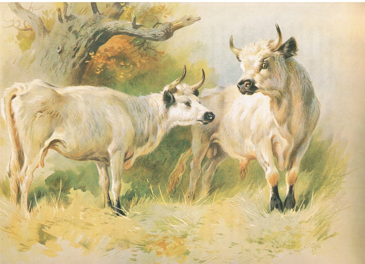 Wilde runderen door Archibald Thorburn